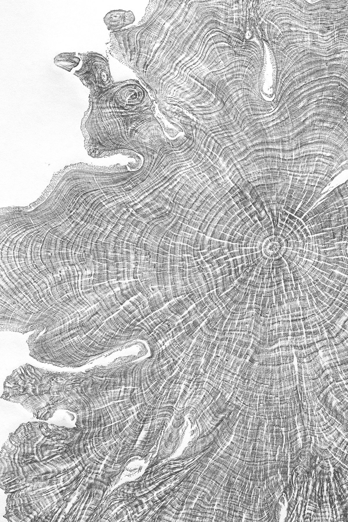 Shona Branigan Tree Ring Print Kirby Alder