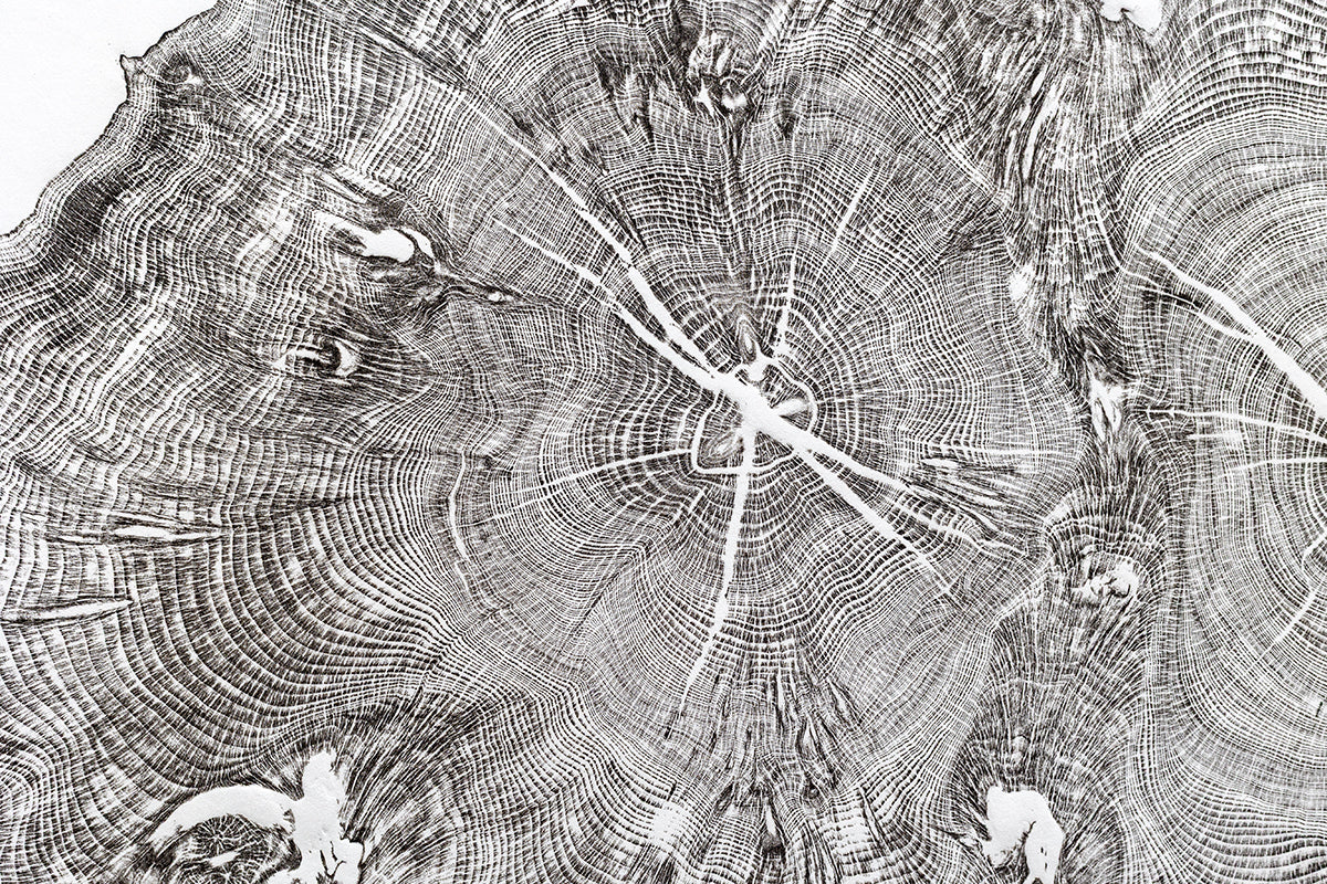 Shona Branigan Tree Ring Print Wray Castle Yew