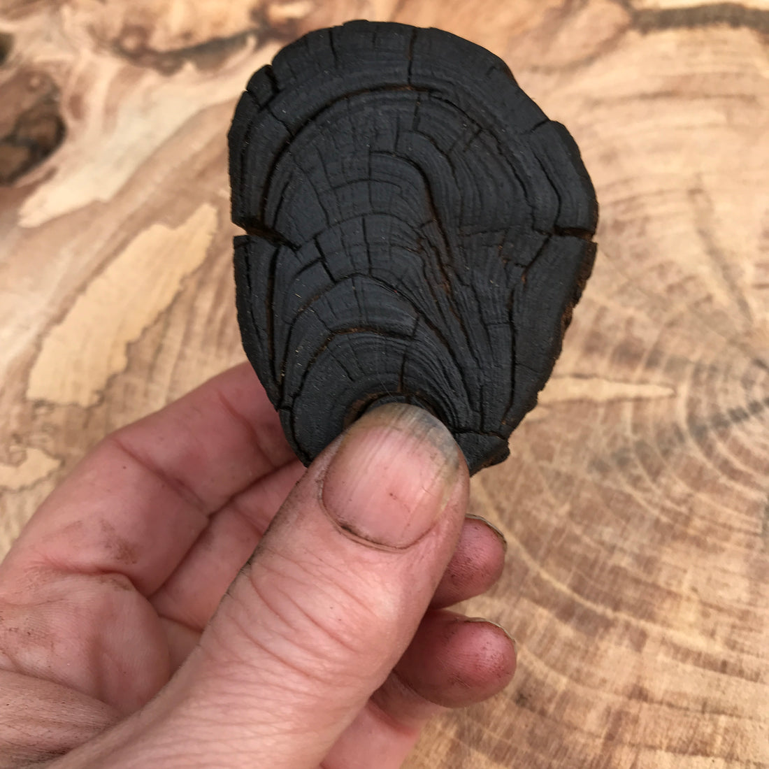 The 6000 Year Old Wood from the AONB North Pennines
