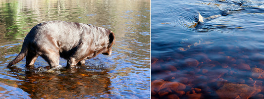Fish after spawning