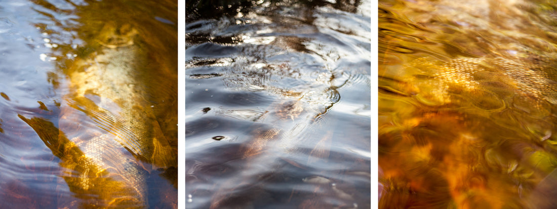 Returning to the river