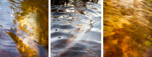 Returning to the river