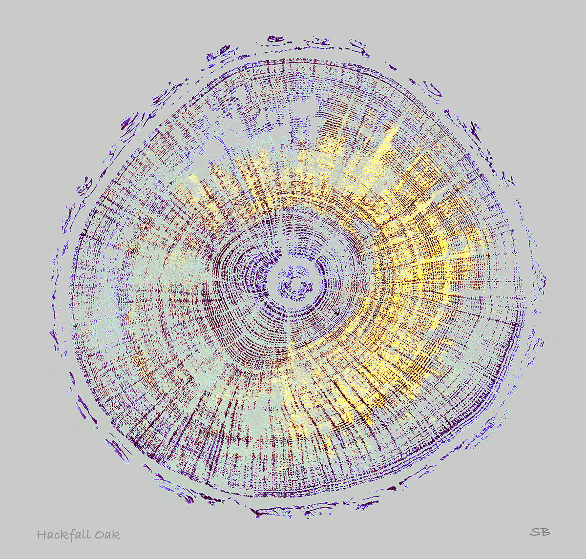Shona Branigan Giclee Tree print Hackfall Oak