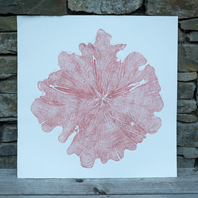 Shona Branigan Tree Ring Print Northumberland Yew 1913-2018 (B)