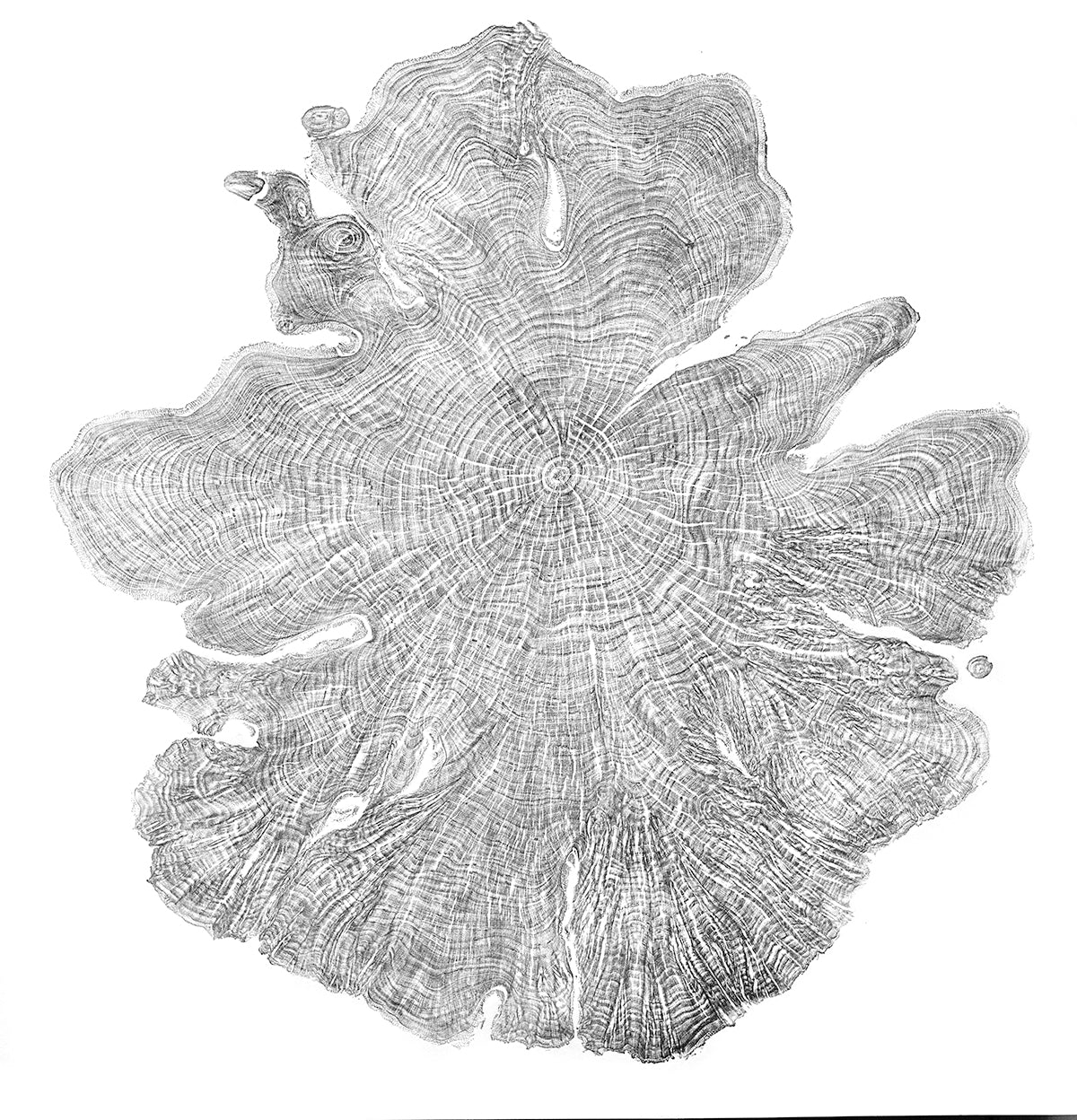 Shona Branigan Tree Ring Print Kirby Alder