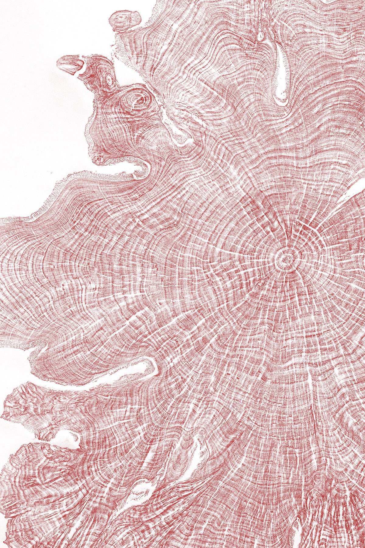 Shona Branigan Tree Ring Print Kirby Alder