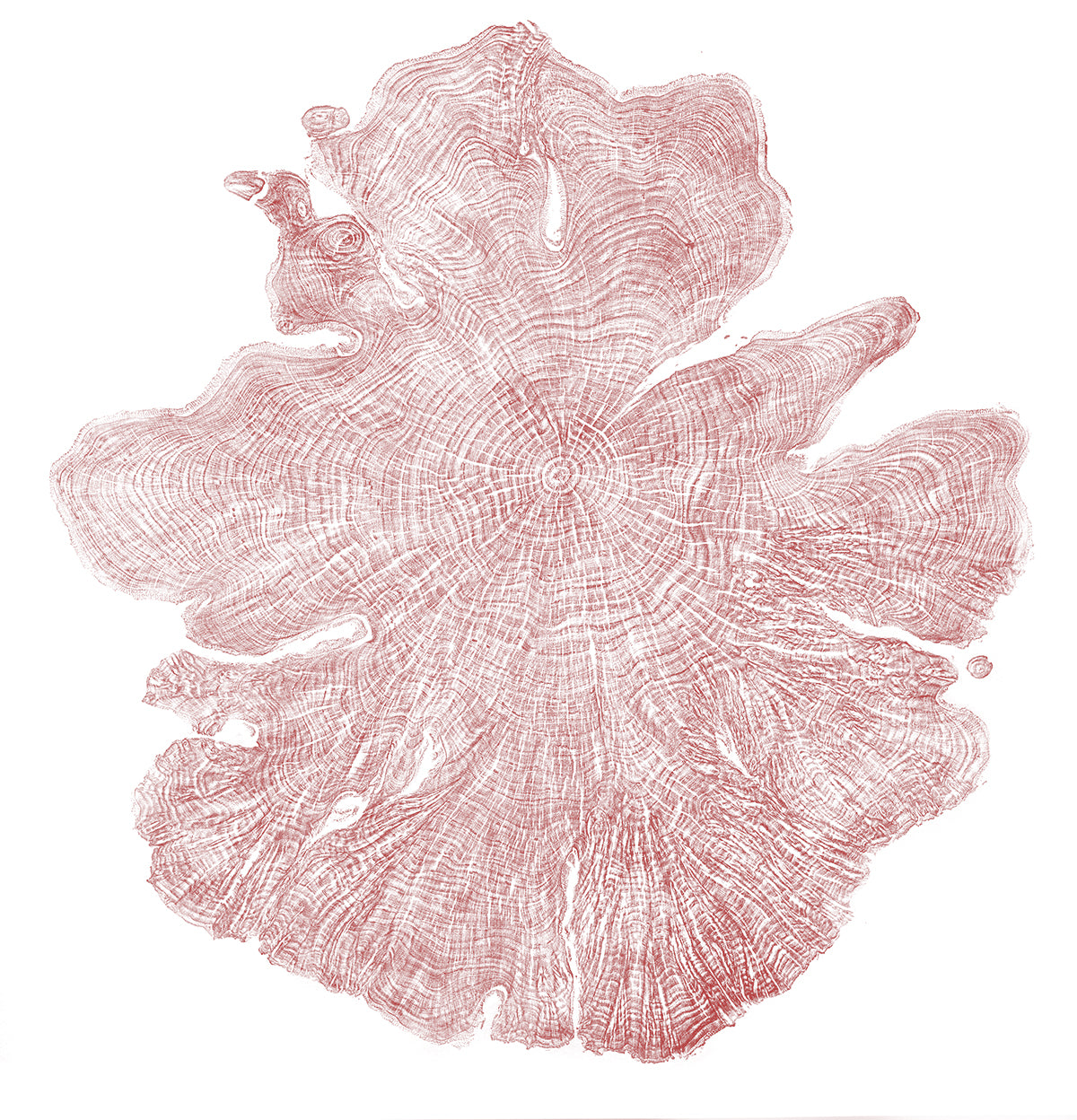 Shona Branigan Tree Ring Print Kirby Alder