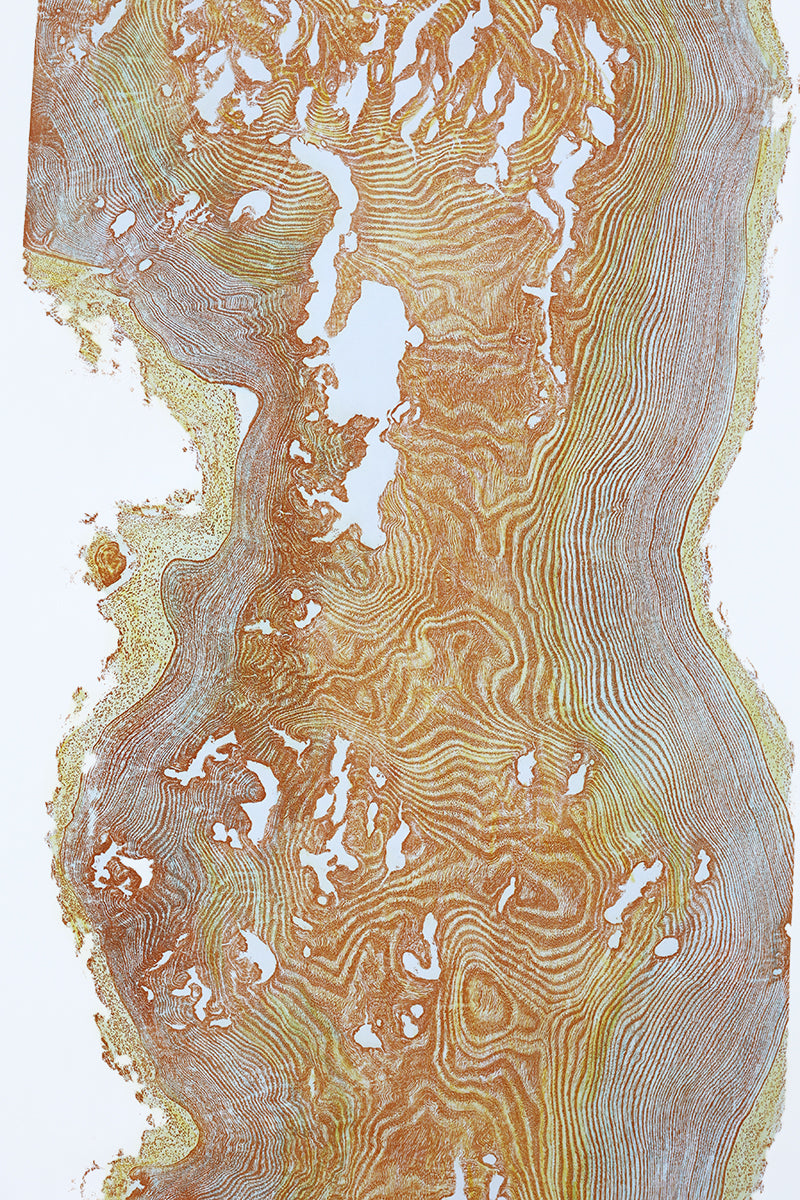 Shona Branigan Tree Ring Print Cankered Ash