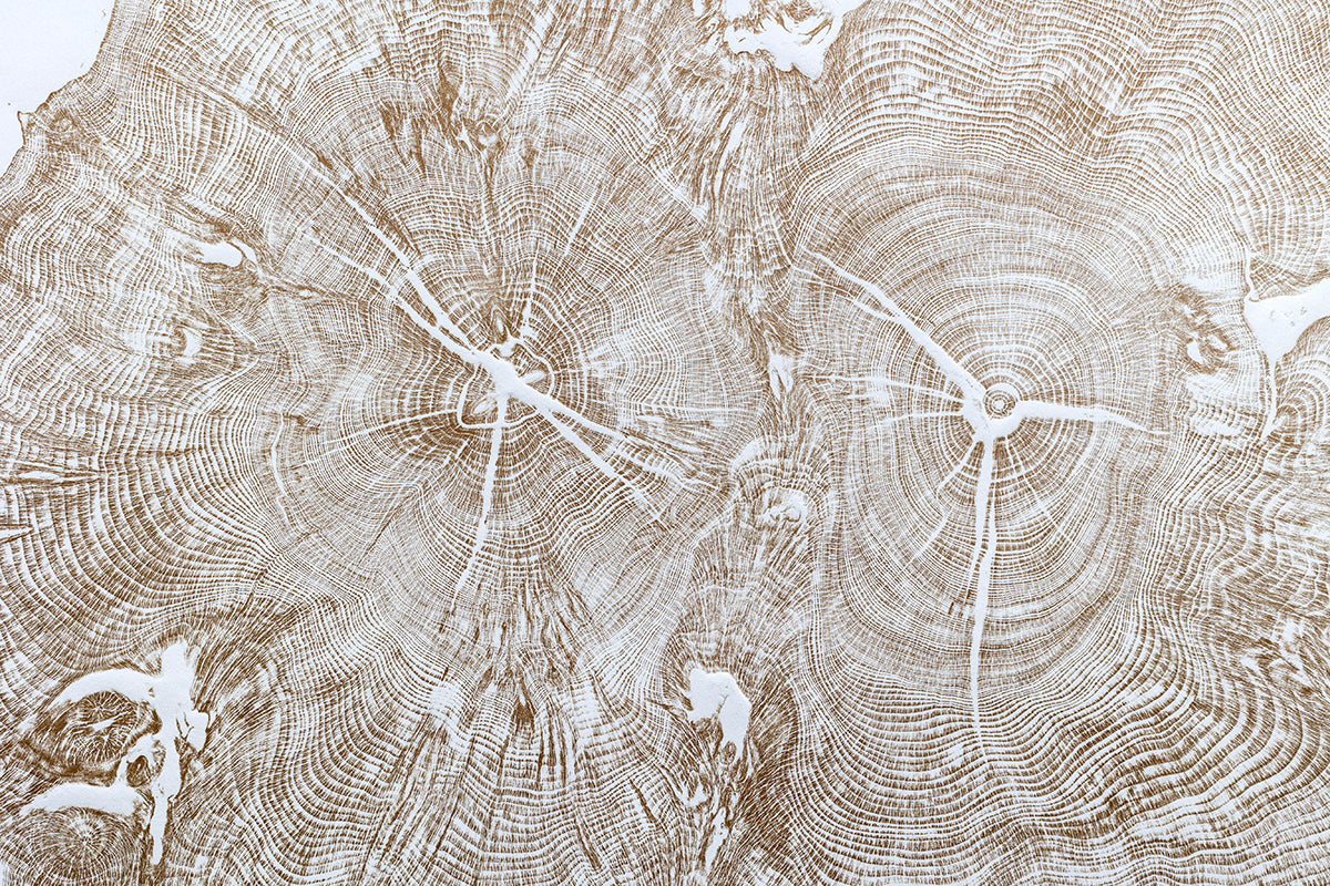 Shona Branigan Tree Ring Print Wray Castle Yew