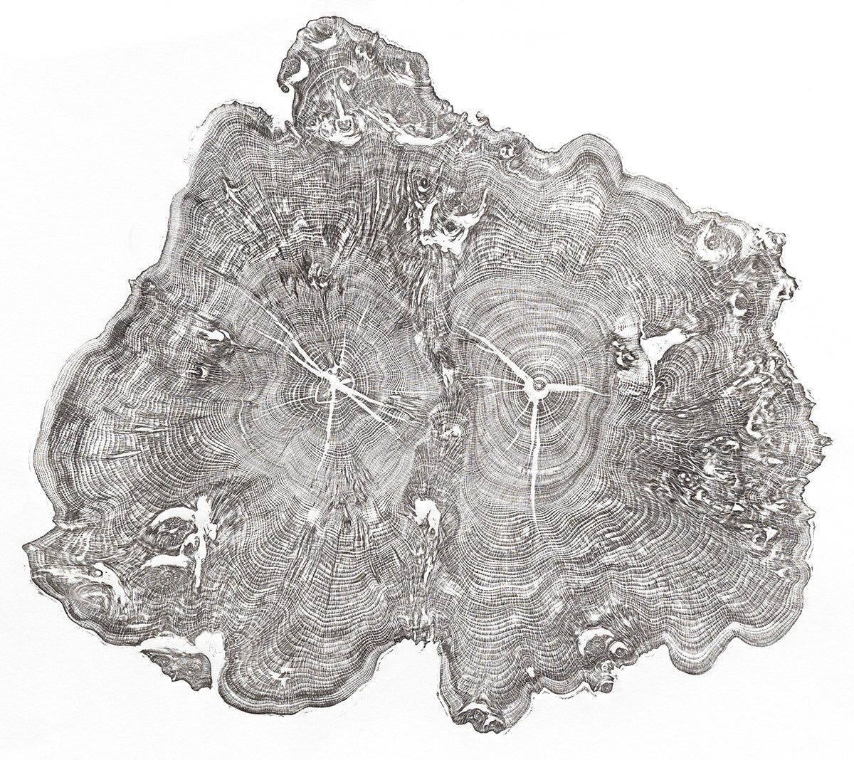 Shona Branigan Tree Ring Print Wray Castle Yew