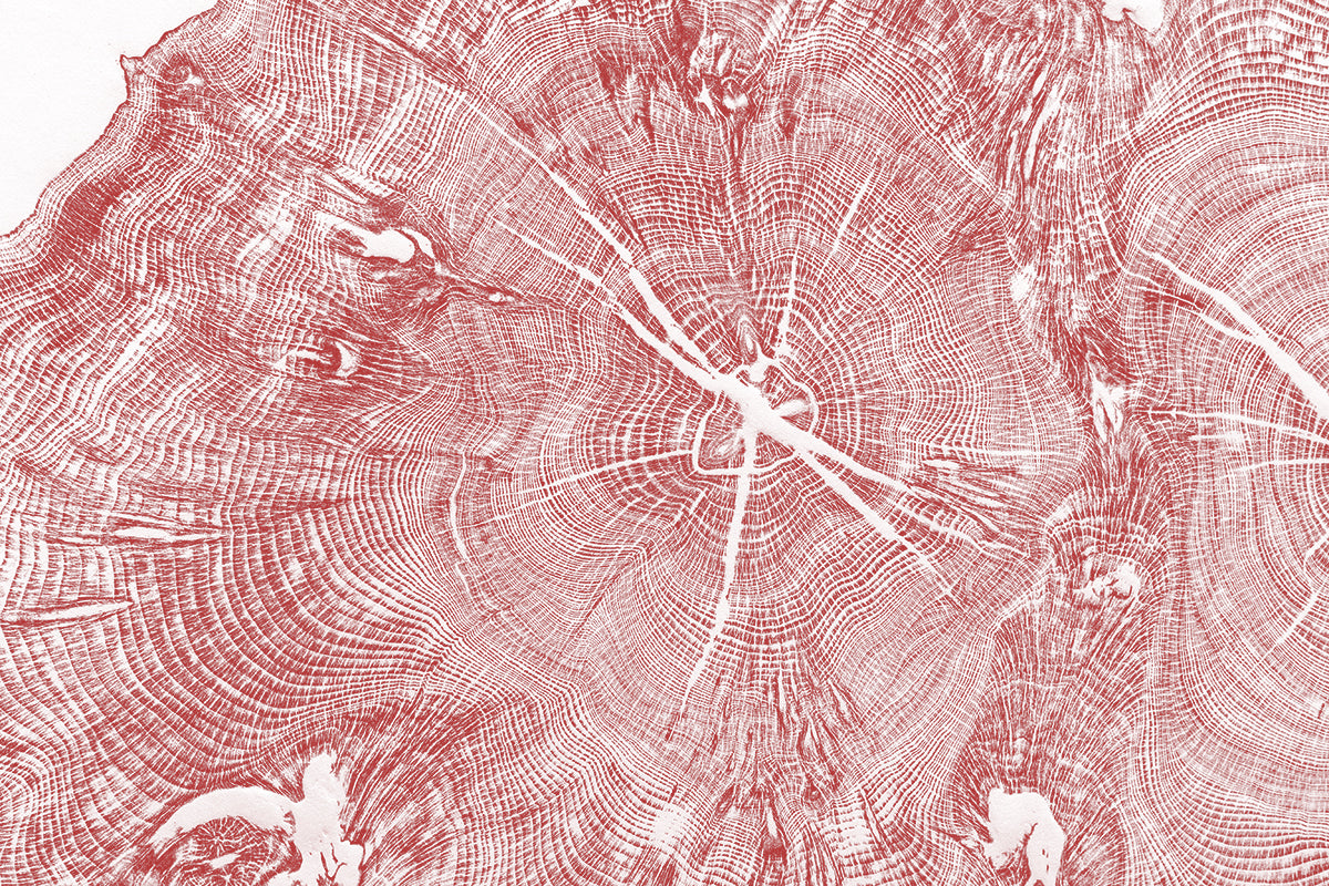 Shona Branigan Tree Ring Print Wray Castle Yew