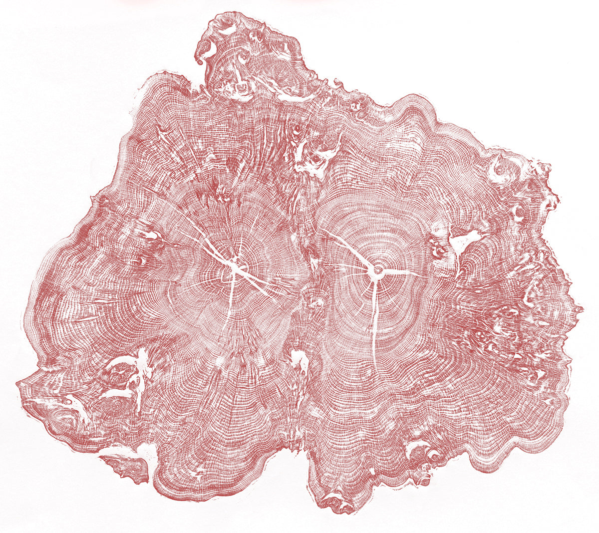 Shona Branigan Tree Ring Print Wray Castle Yew