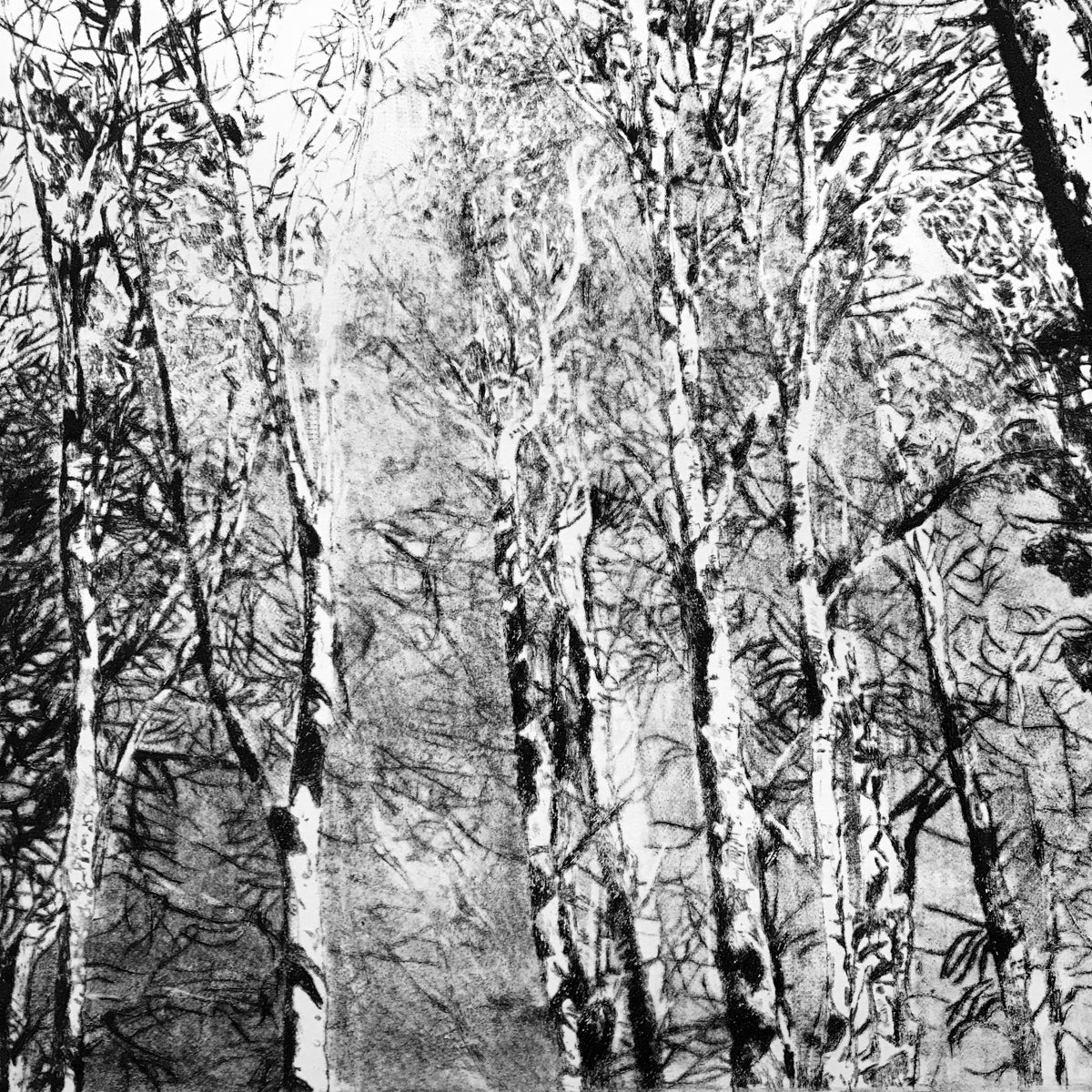 Shona Branigan Drypoint Print Grizedale Woodland