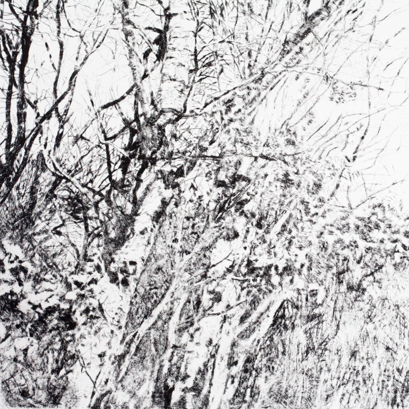 Shona Branigan Drypoint Print Grizedale Woods